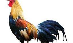 公鸡原神爆料视频大全最新